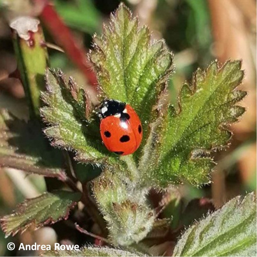 Seven-spot Ladybird